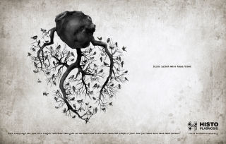Histo.org: Heart